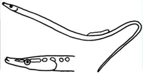 Nerophis maculatus_claves